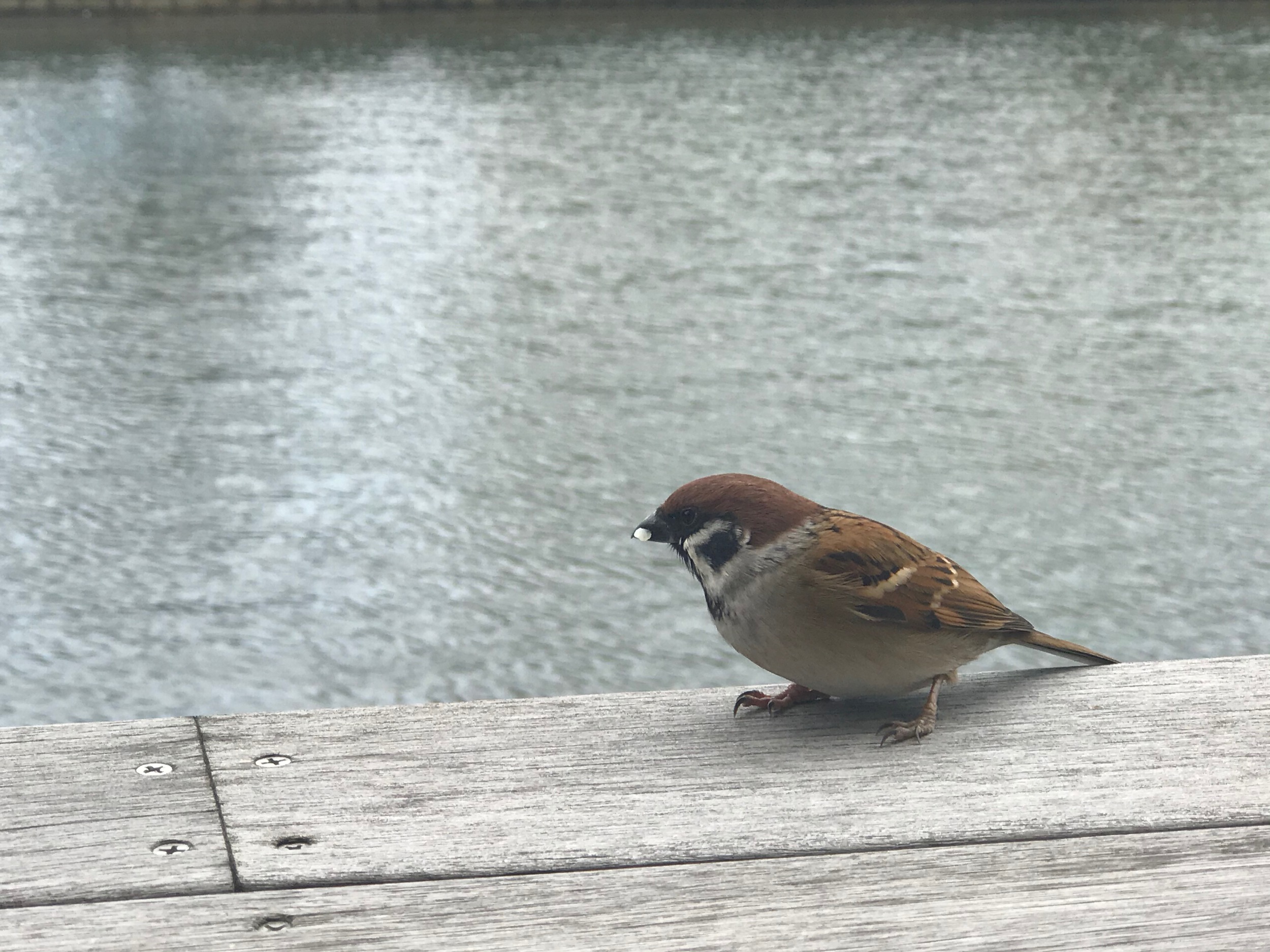 sparrow with grain of rice in beak on balcony with river in background, japan